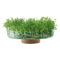 LSA Canopy Glass Planting Bowl Diameter 28cm with Cork Stem in Clear - thumbnail 4