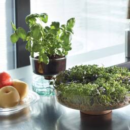 LSA Canopy Glass Planting Bowl Diameter 28cm with Cork Stem in Clear - thumbnail 2