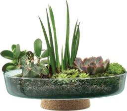 LSA Canopy Glass Planting Bowl Diameter 28cm with Cork Stem in Clear - thumbnail 3