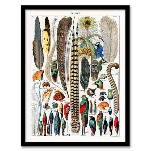 Artery8 Adolphe Millot Framed Wall Art Print Plumes Exotic Bird Feathers in White - Size: A4 - image 1