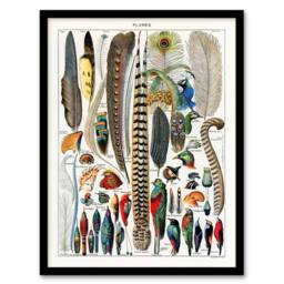 Artery8 Adolphe Millot Framed Wall Art Print Plumes Exotic Bird Feathers in White - Size: A4 - thumbnail 1