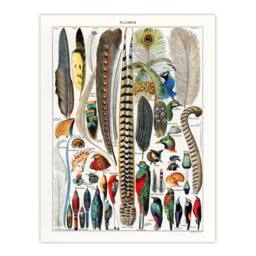 Artery8 Adolphe Millot Framed Wall Art Print Plumes Exotic Bird Feathers in White - Size: A4 - thumbnail 3