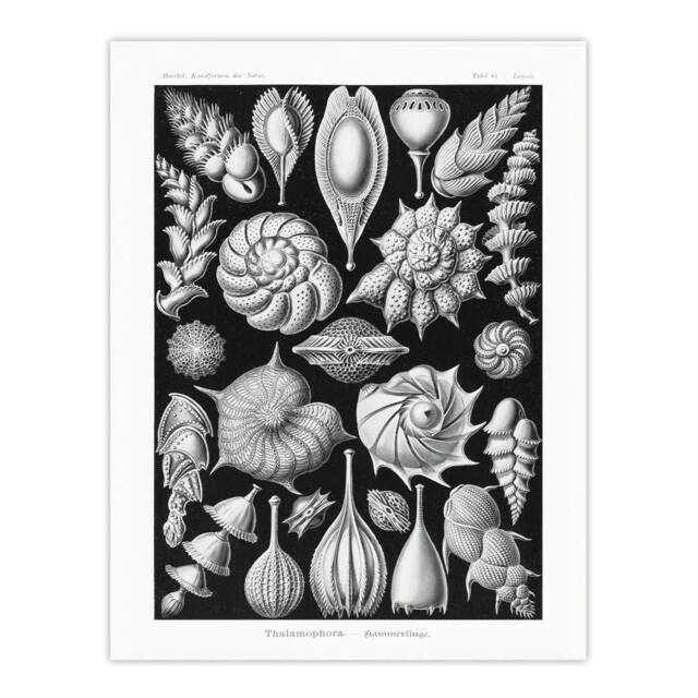 "Artery8 Thalamophora Forams Shells Haeckel Botanical Wall Art Print Poster in Black - Size: W12"" x H16""" - image 1