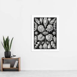 "Artery8 Thalamophora Forams Shells Haeckel Botanical Wall Art Print Poster in Black - Size: W12"" x H16""" - thumbnail 4