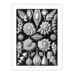 "Artery8 Thalamophora Forams Shells Haeckel Botanical Wall Art Print Poster in Black - Size: W12"" x H16""" - thumbnail 1