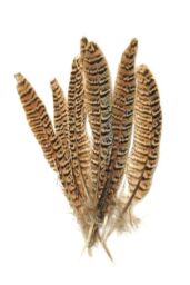 Neel Blue 10pcs Natural Pheasant Feathers, 25cm-30cm Soft Native Plume in Light Brown - thumbnail 5