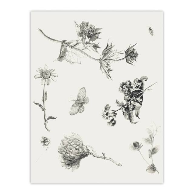 "Artery8 Flowers Leaves Butterfly Drawing Vintage Wall Art Print Hoytema in White - Size: W12"" x H16""" - image 1