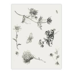 "Artery8 Flowers Leaves Butterfly Drawing Vintage Wall Art Print Hoytema in White - Size: W12"" x H16""" - thumbnail 1