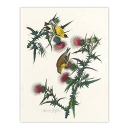 "Artery8 American Goldfinch & Thistle Audubon Nature Wall Art Print Poster in White - Size: W12"" x H16""" - thumbnail 1