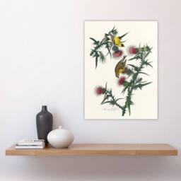 "Artery8 American Goldfinch & Thistle Audubon Nature Wall Art Print Poster in White - Size: W12"" x H16""" - thumbnail 4