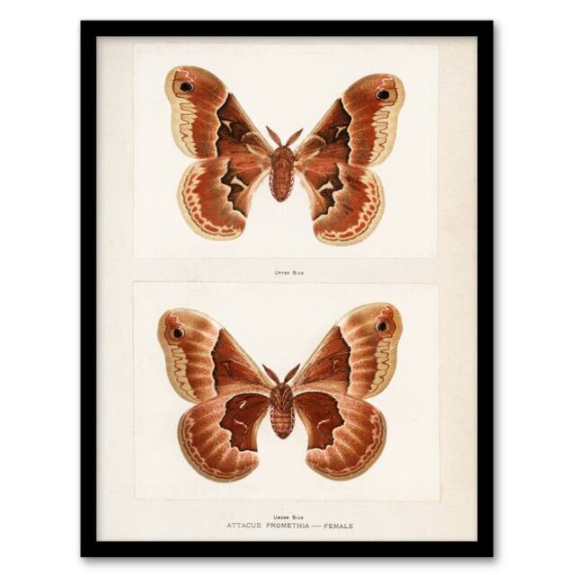 Artery8 Sherman Denton Framed Wall Art Print Promethea Silkmoth Female in White - Size: A4 - image 1