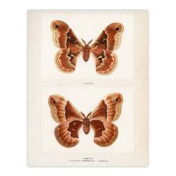 Artery8 Sherman Denton Framed Wall Art Print Promethea Silkmoth Female in White - Size: A4 - thumbnail 3
