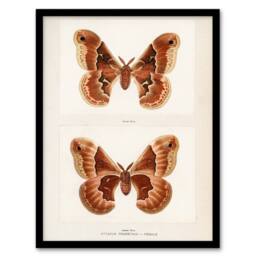 Artery8 Sherman Denton Framed Wall Art Print Promethea Silkmoth Female in White - Size: A4 - thumbnail 1