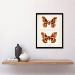 Artery8 Sherman Denton Framed Wall Art Print Promethea Silkmoth Female in White - Size: A4 - thumbnail 2