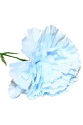 KDMD Baby Blue Single Carnations 12 Stems 2 Pack - thumbnail 3