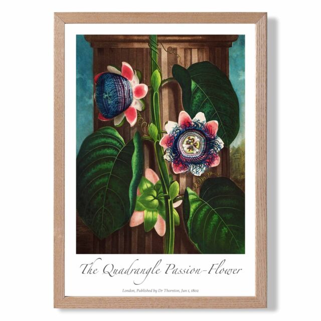 ARTZE Vintage Floral Exhibition - Quadrangle Passion flower Framed Print SIZE: A4 with Oak Frame in Green - image 1