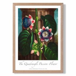 ARTZE Vintage Floral Exhibition - Quadrangle Passion flower Framed Print SIZE: A4 with Oak Frame in Green - thumbnail 1