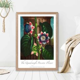 ARTZE Vintage Floral Exhibition - Quadrangle Passion flower Framed Print SIZE: A4 with Oak Frame in Green - thumbnail 2
