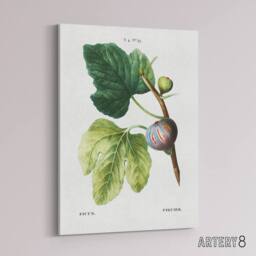 "Artery8 Botanical Ficus Carica Fig Redoute Vintage Canvas Wall Art in White - Size: W18"" x H24""" - thumbnail 2