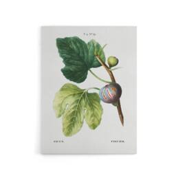 "Artery8 Botanical Ficus Carica Fig Redoute Vintage Canvas Wall Art in White - Size: W18"" x H24""" - thumbnail 1