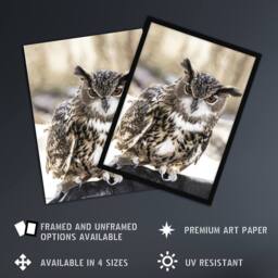 Artery8 Owl perched on a rock Carol M Highsmith Framed Wall Art Print - Size: A4 - thumbnail 2
