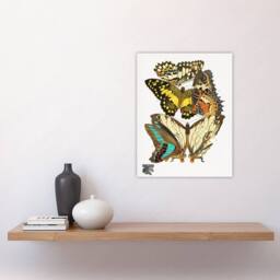 "Artery8 Papillons Butterflies Illustration Vintage Wall Art Print Seguy - Size: W12"" x H16""" - thumbnail 4