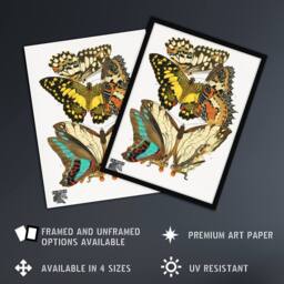"Artery8 Papillons Butterflies Illustration Vintage Wall Art Print Seguy - Size: W12"" x H16""" - thumbnail 2