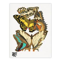 "Artery8 Papillons Butterflies Illustration Vintage Wall Art Print Seguy - Size: W12"" x H16""" - thumbnail 1