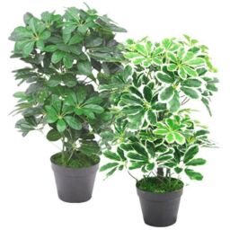 Leaf 55cm Variegated Artificial Schefflera Arboricola Plant in Green - thumbnail 3