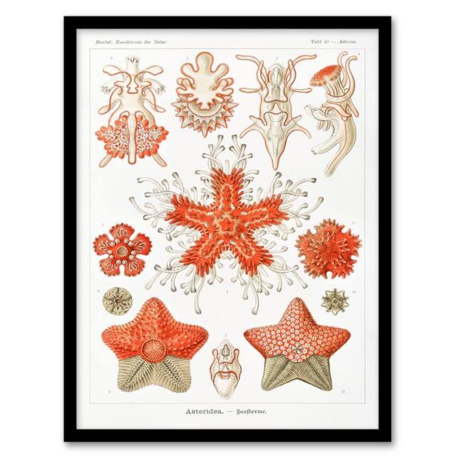 Artery8 Ernst Haeckel Framed Wall Art Print Asteridea Starfish Species in White - Size: A4 - image 1