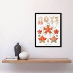 Artery8 Ernst Haeckel Framed Wall Art Print Asteridea Starfish Species in White - Size: A4 - thumbnail 2
