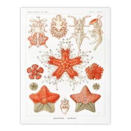 Artery8 Ernst Haeckel Framed Wall Art Print Asteridea Starfish Species in White - Size: A4 - thumbnail 3