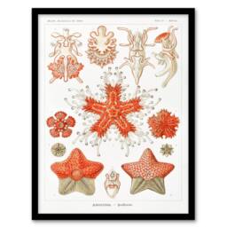 Artery8 Ernst Haeckel Framed Wall Art Print Asteridea Starfish Species in White - Size: A4 - thumbnail 1