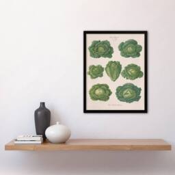 Artery8 Ernst Benary Savoy Cabbages Vintage Botanical Framed Art Picture Print in White - Size: A4 - thumbnail 2