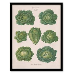 Artery8 Ernst Benary Savoy Cabbages Vintage Botanical Framed Art Picture Print in White - Size: A4 - thumbnail 1