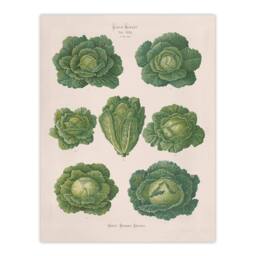 Artery8 Ernst Benary Savoy Cabbages Vintage Botanical Framed Art Picture Print in White - Size: A4 - thumbnail 3