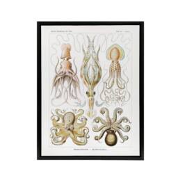 "Artery8 Squid & Octopus Vintage s Haeckel Botanical Framed Canvas Wall Art in White - Size: W12"" x H16""" - thumbnail 1