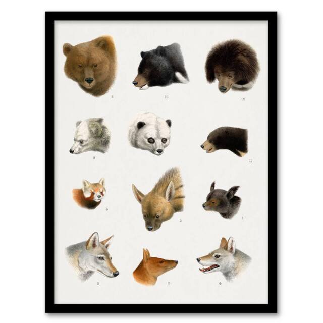 Artery8 Small & Large Animals Vintage Artwork Lydekker Framed Wall Art Print in White - Size: A4 - image 1