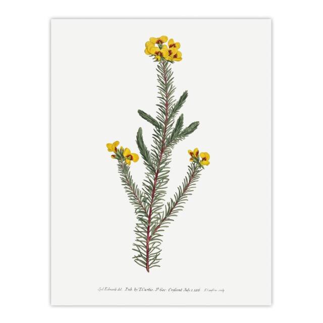 "Artery8 Sansom Smooth Parrot Pea Botanical Illustration Wall Art Print in White - Size: W12"" x H16""" - image 1