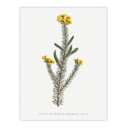 "Artery8 Sansom Smooth Parrot Pea Botanical Illustration Wall Art Print in White - Size: W12"" x H16""" - thumbnail 1