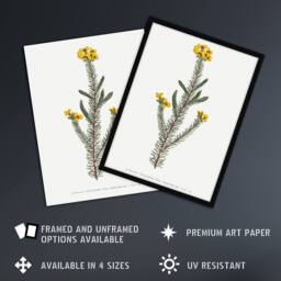 "Artery8 Sansom Smooth Parrot Pea Botanical Illustration Wall Art Print in White - Size: W12"" x H16""" - thumbnail 2