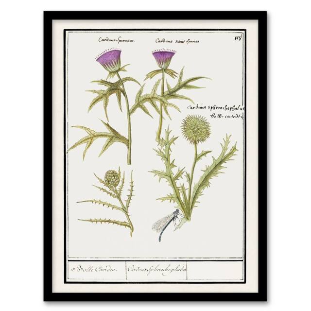 Artery8 Thistle & Artichoke Flowers de Boodt Framed Wall Art Print in White - Size: A4 - image 1