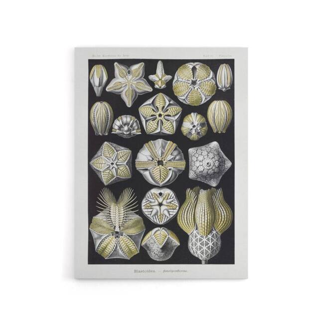 "Artery8 Blastoid Sea Buds Urchins Haeckel Botanical Canvas Wall Art in White - Size: W18"" x H24""" - image 1