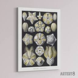 "Artery8 Blastoid Sea Buds Urchins Haeckel Botanical Canvas Wall Art in White - Size: W18"" x H24""" - thumbnail 2