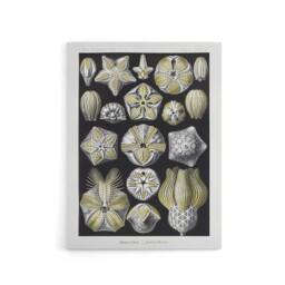 "Artery8 Blastoid Sea Buds Urchins Haeckel Botanical Canvas Wall Art in White - Size: W18"" x H24""" - thumbnail 1