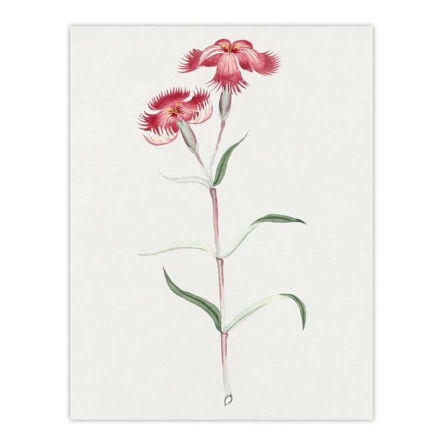"Artery8 Nadeshiko Flower Vintage Japan Wall Art Print Japanese Botanical in Blue - Size: W12"" x H16""" - image 1