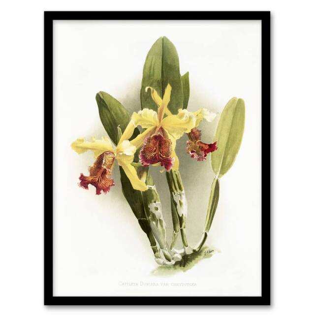 Artery8 F Sander Cattleya Dowiana Var Chrysotoxum Orchid Framed Wall Art Print in White - Size: A4 - image 1