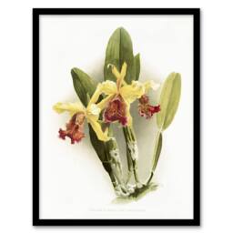 Artery8 F Sander Cattleya Dowiana Var Chrysotoxum Orchid Framed Wall Art Print in White - Size: A4 - thumbnail 1
