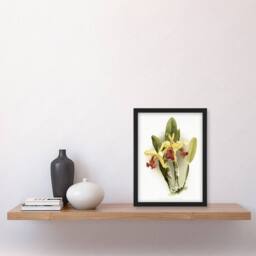 Artery8 F Sander Cattleya Dowiana Var Chrysotoxum Orchid Framed Wall Art Print in White - Size: A4 - thumbnail 4