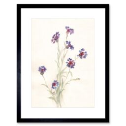 "Artery8 Wall Art Print Flower Cornflowers Watercolour Art Framed 9x7 inch in Black - Size: W7"" x H9""" - thumbnail 1